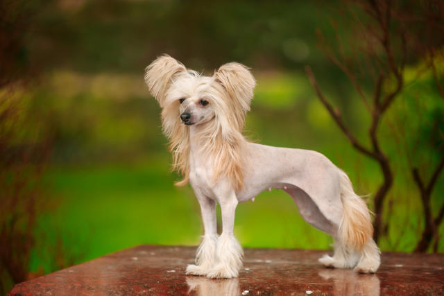 are chinese crested dog aggressive