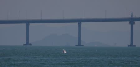 A Chinese white dolphin jumps out of the sea in front of the Hong Kong-Zhuhai-Macau bridge off Lantau island in Hong Kong, China May 30, 2018. REUTERS/Bobby Yip