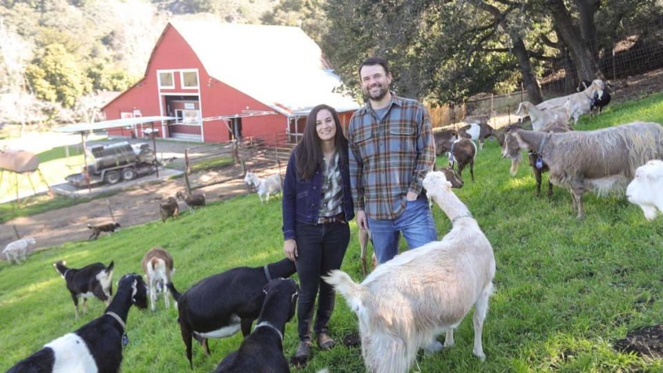 Michelle and Jack Rudolph, creamery owners at the family owned Stepladder Ranch off of San Simeon Creek Road north of Cambria. The LaMancha dairy goats have short ears.