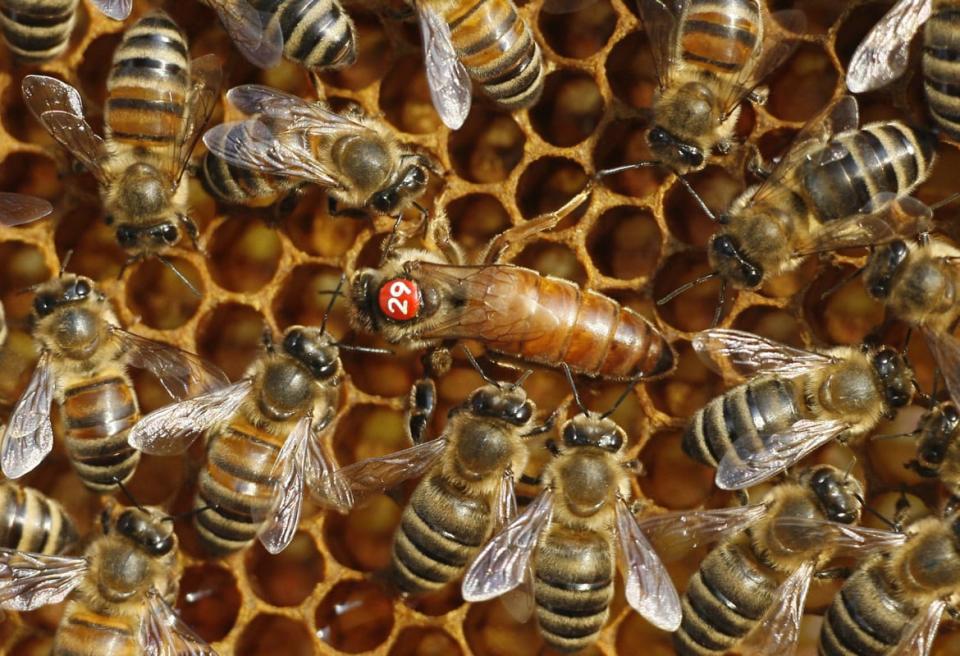 <div class="inline-image__caption"><p>Worker and queen bees are genetically identical organisms. They become two different life forms because of the food they eat. </p></div> <div class="inline-image__credit">Sebastian Willnow/AFP via Getty</div>