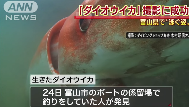 Photos of Giant Squid Found Near Japan and Other Big Creature