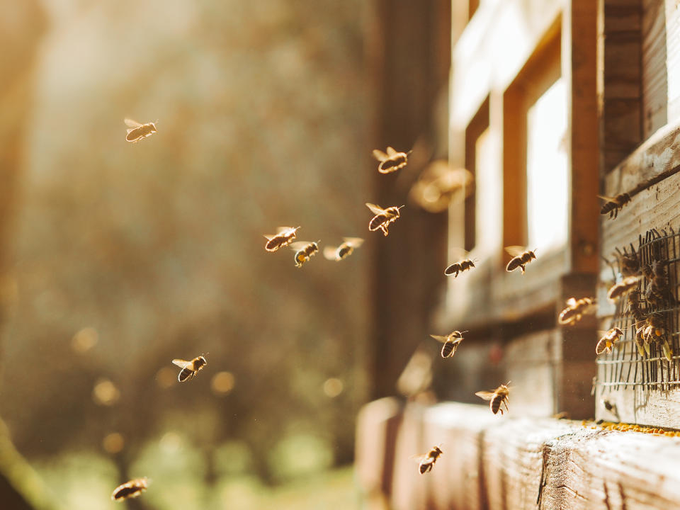 Bienen lesen Zahlen genauso wie Menschen, was etwas &#xfc;ber unser eigenes Zahlenverst&#xe4;ndnis aussagt (Bild: Getty Images)