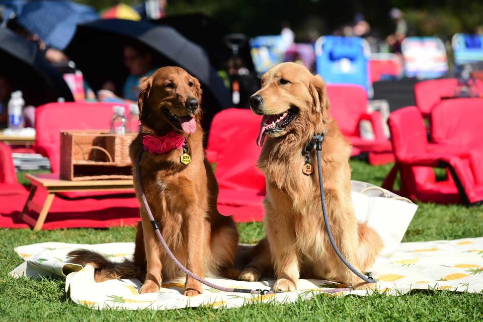 <p>Vivien Killilea/Getty</p> Dogs at the Autry Museum of the American West screening in Los Angeles