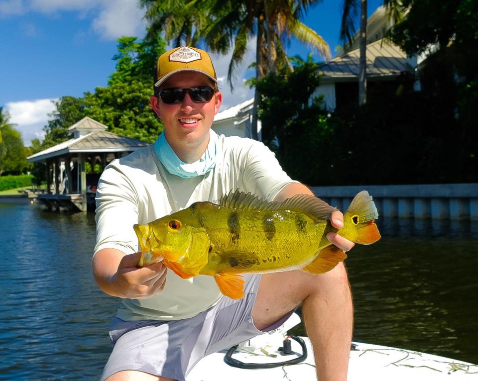 A butterfly peacock bass caught flipping docks with soft plastic swimbaits.