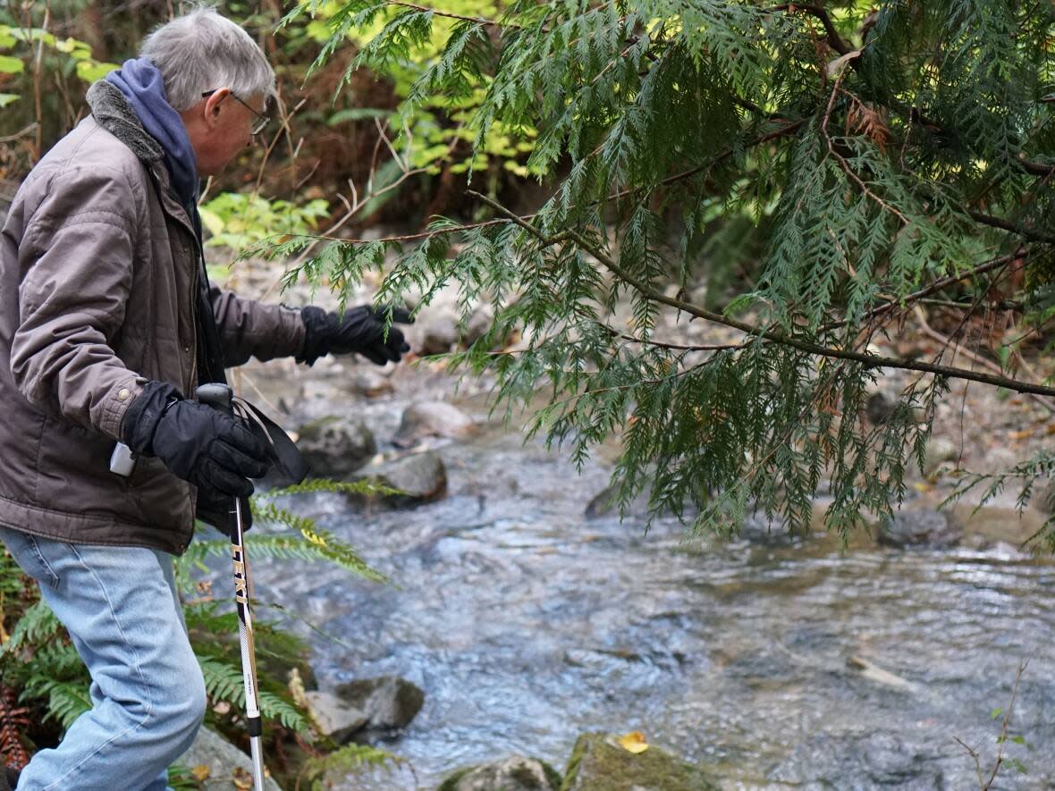 Chris Wood, an adjunct professor in the zoology department at UBC, points to a spawning salmon in Stoney Creek. Wood, his fellow scientists and dozens of volunteers are beginning a five-year study to investigate the effect of road salt on salmon in creeks around Metro Vancouver. (UBC - image credit)