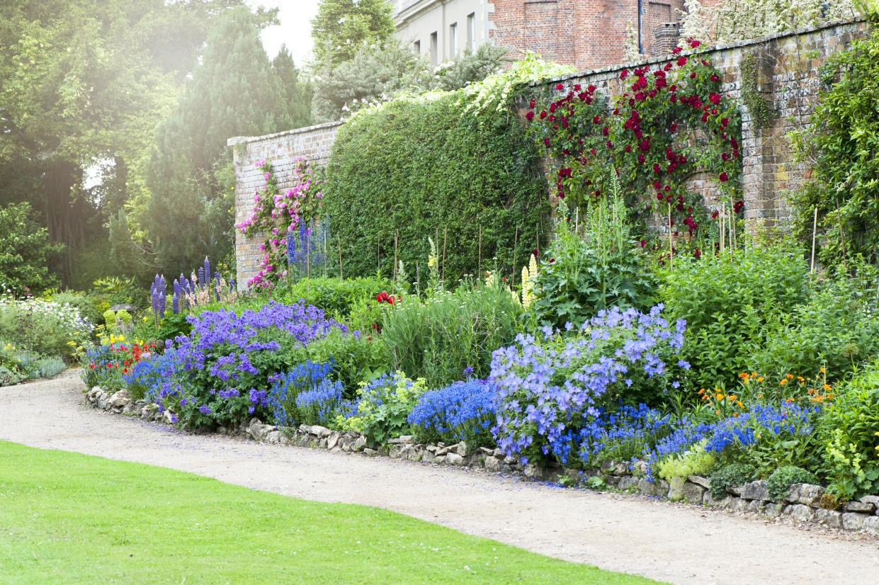  A beautiful summer herbaceous flower border in hazy sunshine. 