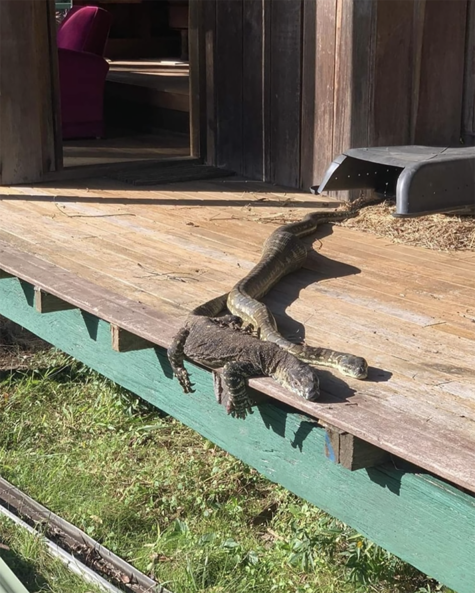 A python and goanna hang out together. 