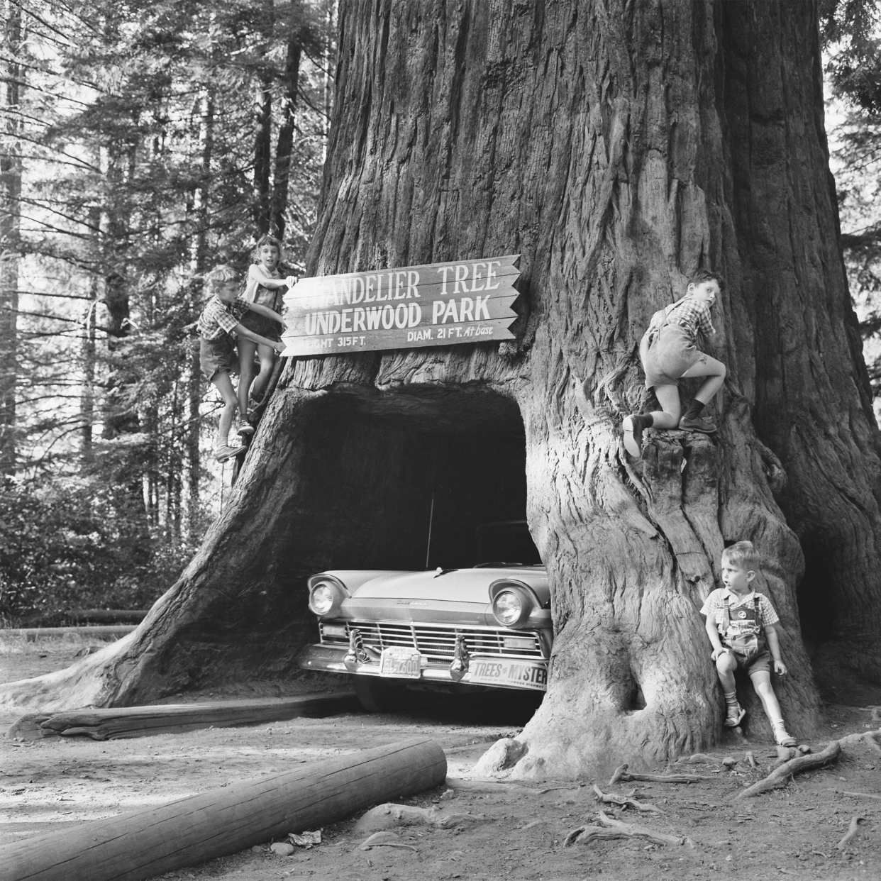 A car drives through the Chandelier Tree in Underwood Park, or Drive-Thru Tree Park, Leggett, California, circa 1950.