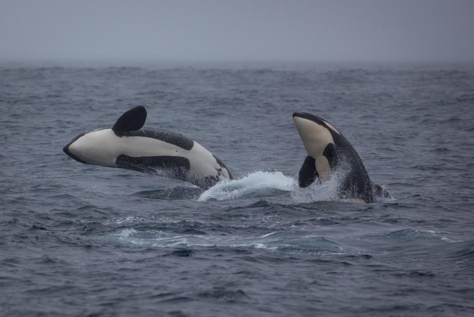 Two orcas breaching.