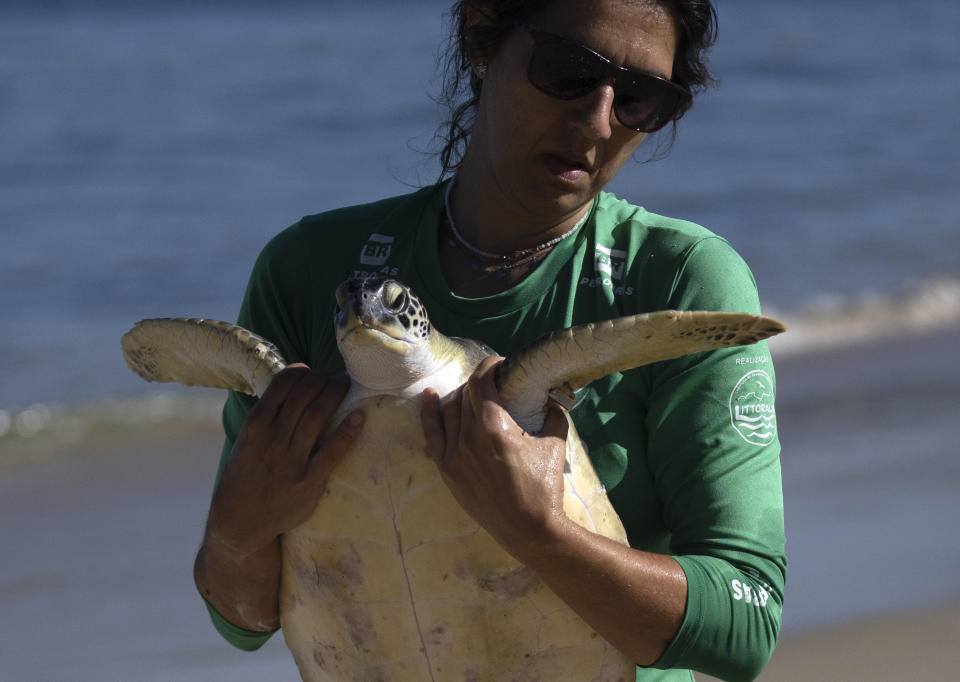 FILE - A volunteer carries a Green Sea Turtle after it was caught temporarily at a feeding site on Itaipu Beach in Niteroi, Brazil, Wednesday, May 24, 2023. Nearly half of the world's migratory species are in decline, according to a new United Nations report released Monday, Feb. 12, 2024. Many songbirds, sea turtles, whales, sharks and migratory animals move to different environments with changing seasons and are imperiled by habitat loss, illegal hunting and fishing, pollution and climate change. (AP Photo/Silvia Izquierdo, File)