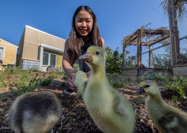 Los Angeles, CA - June 05: Student Michelle Chan, 16, holds baby turkeys during an after school "Web Club" at Sotomayor Arts & Sciences Magnet in Los Angeles Wednesday, June 5, 2024. Teachers Reies Flores and Arturo Romo run a campus-based farm and sustainable arts program rooted in climate knowledge. More than a decade in the making, the farm now has cows, sheep, pigs, chickens, ducks, geese, fruit trees, native plants, flowers, vegetables, berries, etc. on a slice of land wedged between railroad tracks and the high school football field. There is farm-to-table cooking, composting, animal husbandry, greenhouse sciences, habitat restoration, and coordination with the cafeteria to reduce food waste across the campus. (Allen J. Schaben / Los Angeles Times)