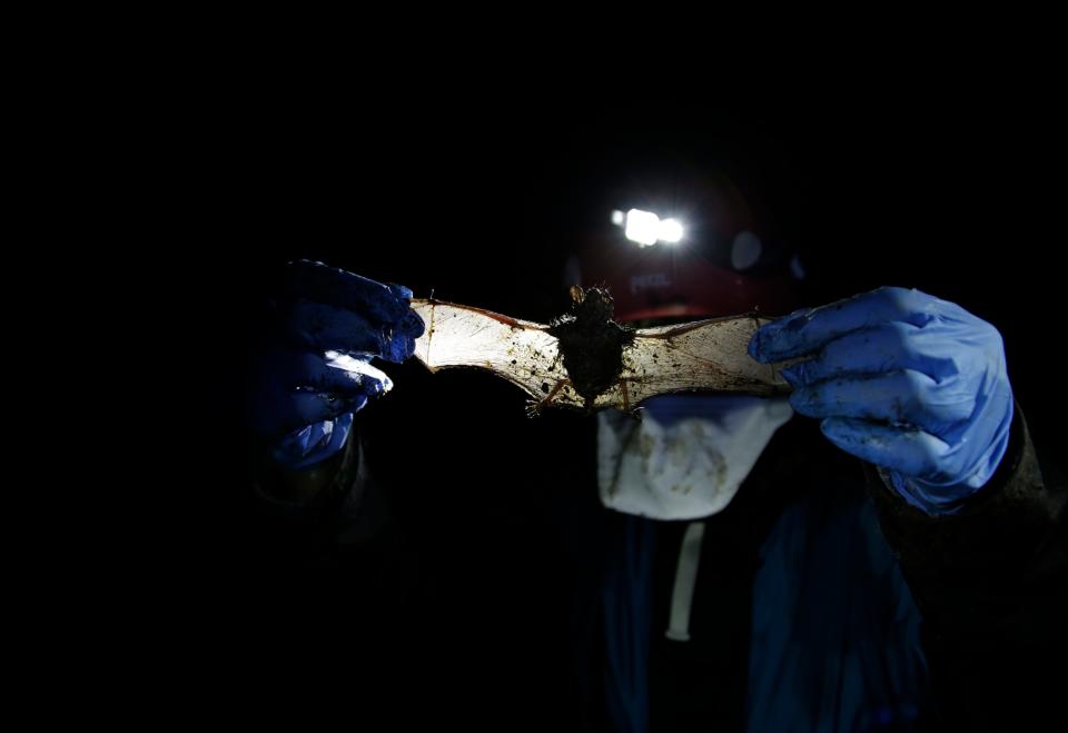 Alyssa Bennett, small mammals biologist for the Vermont Department of Fish and Wildlife, stretches the wings of a dead bat in a cave in Dorset, Vt., on May 2, 2023. Scientists studying bat species hit hard by the fungus that causes white nose syndrome, which has killed millions of bats across North America, say there is a glimmer of good news for the disease.