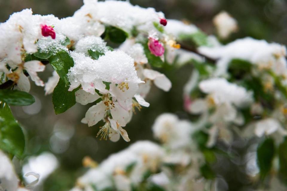 The white blossoms were covered in snow Tuesday morning, April 20, 2021, as a quick Spring snow moved through the Kansas City area.