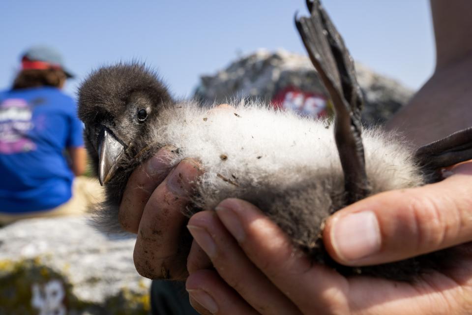 A biologist holds a healthy Atlantic puffin chick on Eastern Egg Rock, Maine, Sunday, Aug. 5, 2023. Scientists who monitor seabirds said Atlantic puffins had their second consecutive rebound year for fledging chicks after suffering a bad 2021. (AP Photo/Robert F. Bukaty)