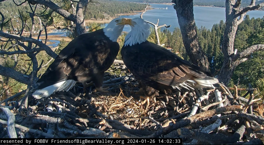 Bald eagle couple Jackie and Shadow welcome their first egg of 2024 live on the Big Bear Bald Eagle Nest Cam (Friends of Big Bear Valley/ Big Bear Eagle Nest Cam)