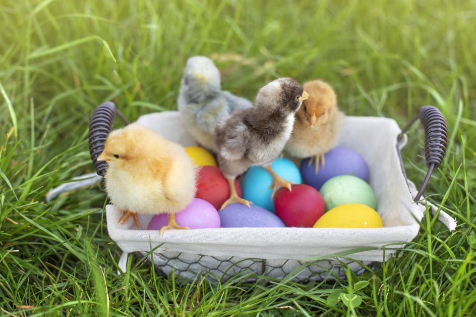 a group of baby chicks sitting in a basket of easter eggs