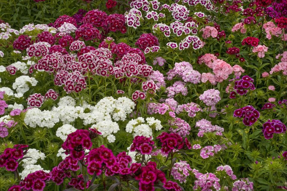 sweet william dianthus flowering plants, perennials in the garden with delicate multiflower heads in a variety of colours, red, pink purple and white 