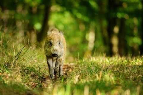 Birds and wild boar await in Sweden - Credit: GETTY