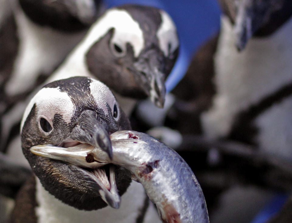 An African penguin eats a sardine handed by staff at the South African Foundation for the Conservation of Coastal Birds after they were recently found covered in oil on Robben Island, Cape Town, South Africa, Thursday, Sept 20, 2012. (AP Photo/Schalk van Zuydam)
