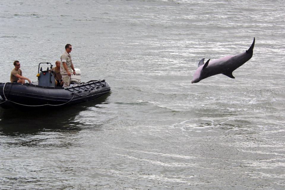 Navy Marine Mammal Program dolphin