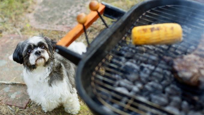 dog looking at grill how to keep your dog safe at barbecues