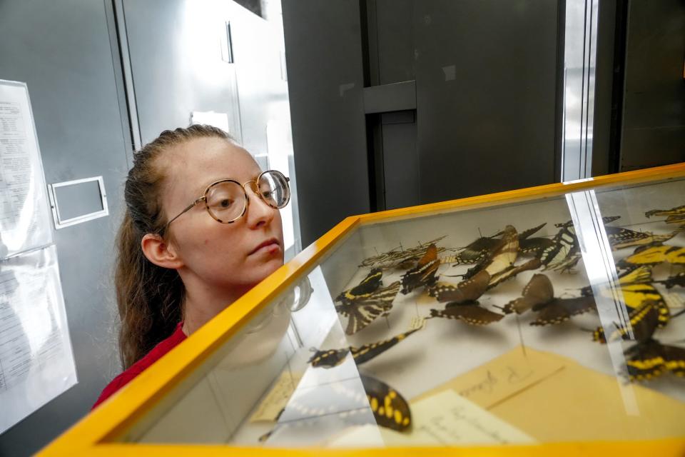 Bee Lab research assistant Emma Tondre, seen here looking at a tray of butterfly specimens at URI, is focusing on the impact of pollinator-friendly plantings on the bee population.