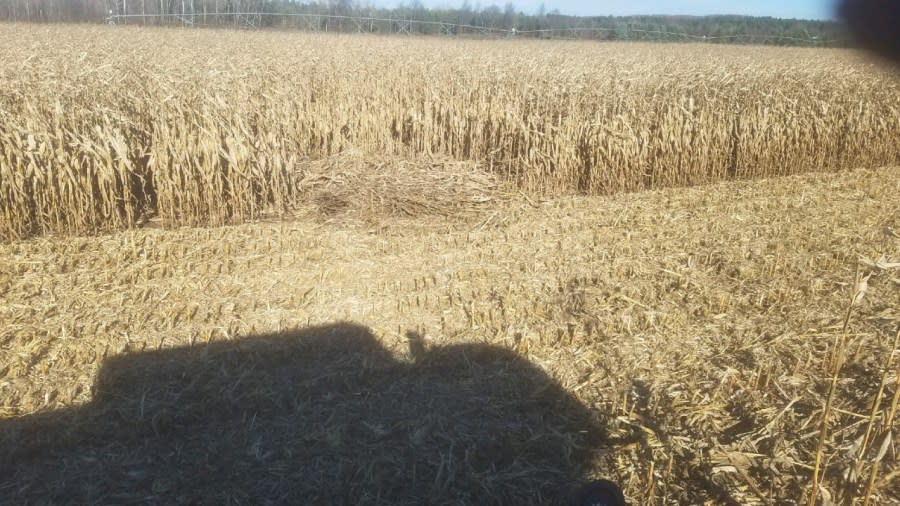 The downed corn stalks are a telltale sign that a bear had visited a farmer's corn field. (Courtesy Ron Gillison)