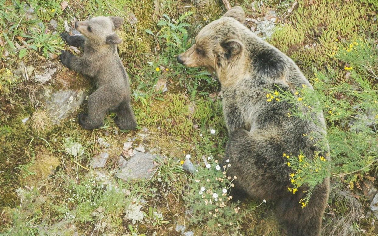 Brown bear living in Cantabrian Mountains, northern Spain - Fundacion Oso Pardo/Real Press