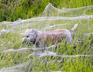 Spider-webs blanket Australian landscape after floods