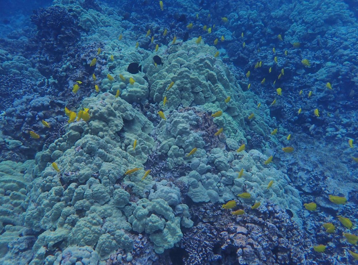 <span class="caption">Climate-driven ocean warming threatens healthy coral reefs, like this one in Hawaii.</span> <span class="attribution"><span class="source">Shawna Foo</span>, <a class="link " href="http://creativecommons.org/licenses/by-nd/4.0/" rel="nofollow noopener" target="_blank" data-ylk="slk:CC BY-ND;elm:context_link;itc:0;sec:content-canvas">CC BY-ND</a></span>