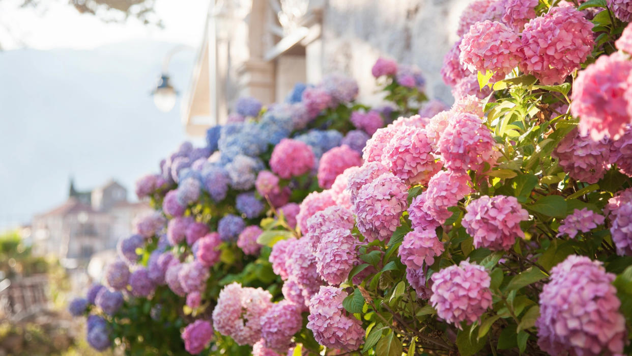  Hydrangeas in a yard with the sun on them. 