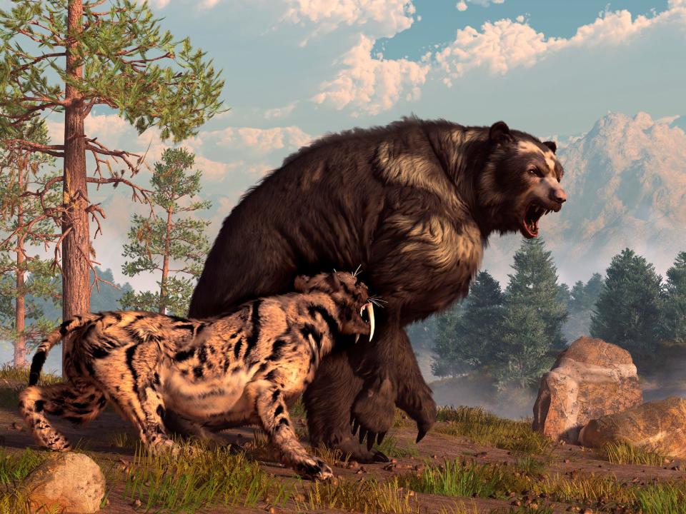 A saber-tooth cat and a short-faced bear roar at each other in an artist's rendering