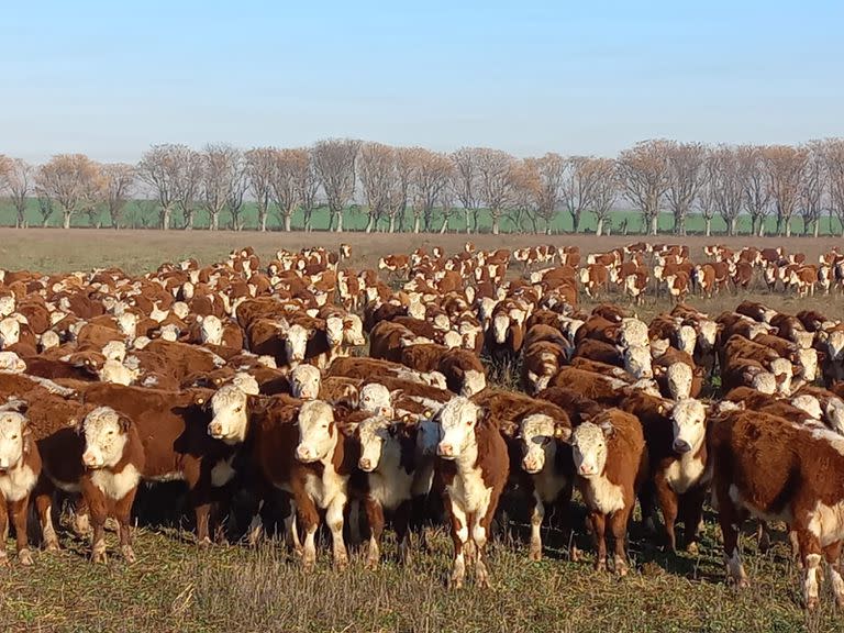 Un lote de la raza Hereford del Ejército argentino