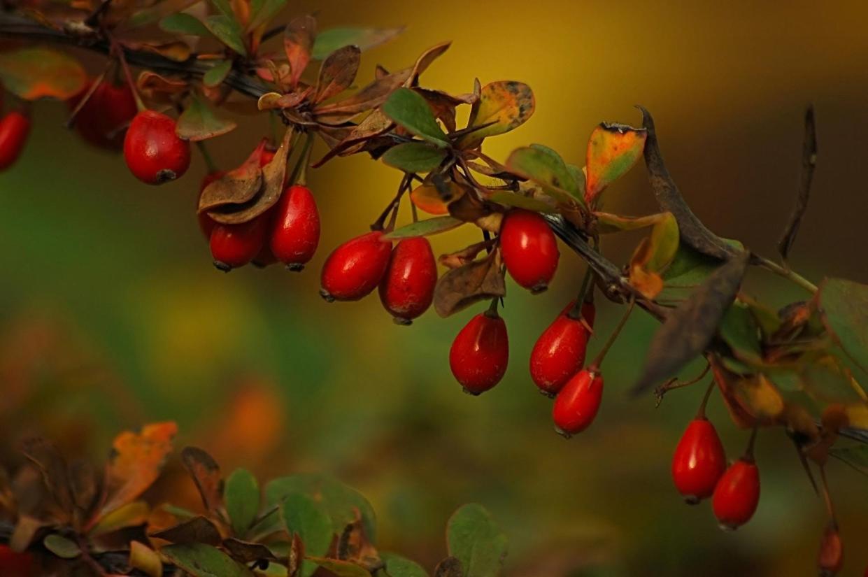 The light red berries of Barberry are very attractive to birds.