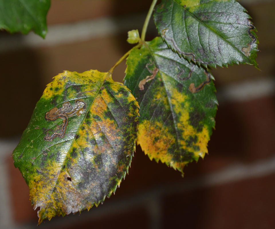 Rose leaf showing signs of advanced rose black spot