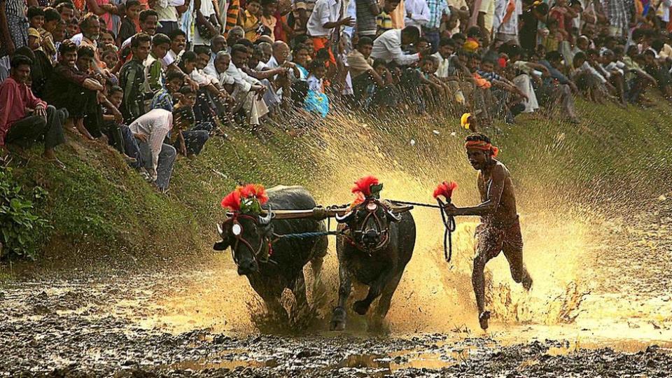 Una carrera de kambala