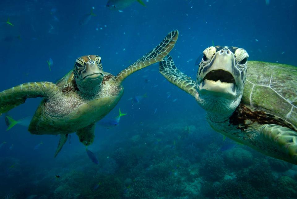 Two green turtles, Shelley and Casey, share a 'high-five' underwater. The photograph was taken by Australian snapper Troy Mayne, 39, at Moore Reef, on the Great Barrier Reef. He has written a series of 20 books featuring the turtles and Wally the Maori Wrasse (Caters)