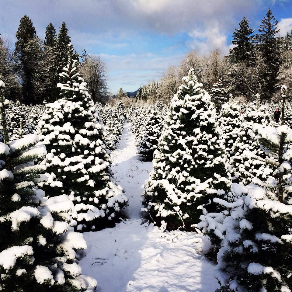 Washington: Enchanted Winds Christmas Tree Farm, Issaquah