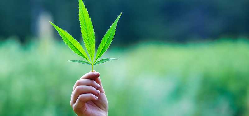 Hand holding up a marijuana leaf outdoors.