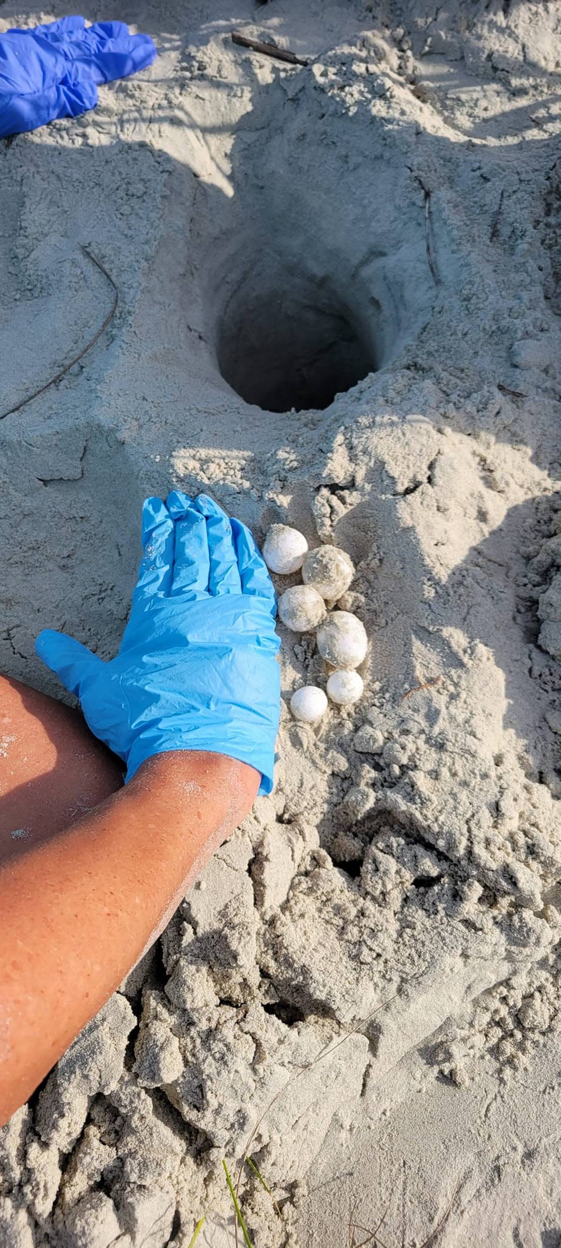 Members of the Fripp Island Loggerhead Patrol found Beaufort County’s first sea turtle nest of the season on Sunday, May 5, 2024.