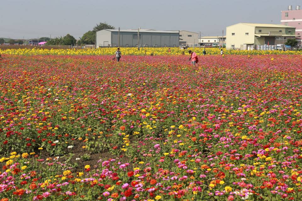 繽紛多彩的花田，點亮了嘉義田野。(圖片來源／103年嘉義市花海節）