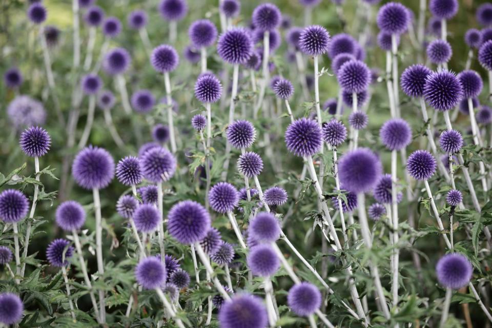 Globe Thistle (Echinops)