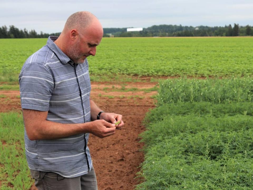 Agriculture and Agri-Food Canada research scientist Aaron Mills says sweet white lupins have been around quite a while in Europe and it is a fairly common crop produced in the U.K.  (Brett van Heyningen/Agriculture and Agri-Food Canada  - image credit)