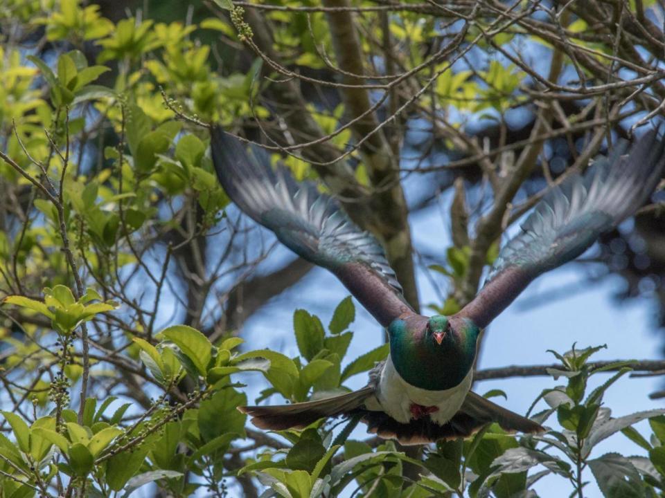 The kereru, or New Zealand pigeon (Martin Saunders)