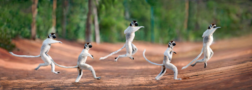 Die besten Tierfotos der Woche (21.07. bis 27.07.)