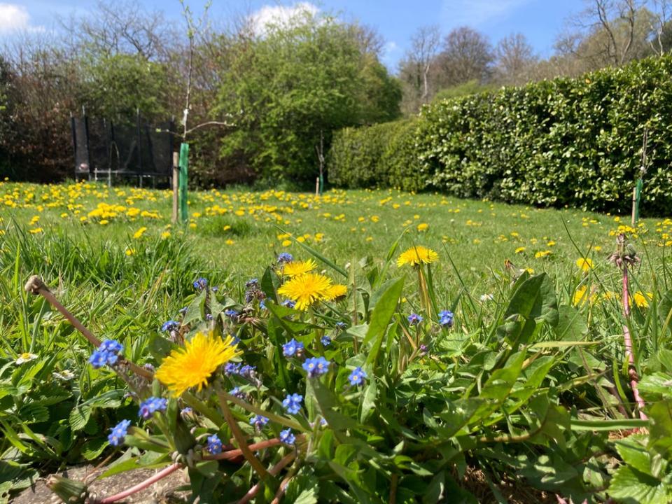 A wilder lawn in Wiltshire (Archie Thomas/Plantlife/PA)