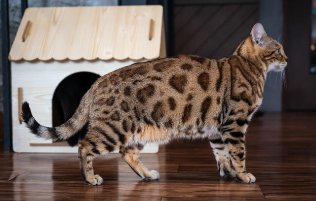 Gros chats : les 10 races les plus imposantes au monde