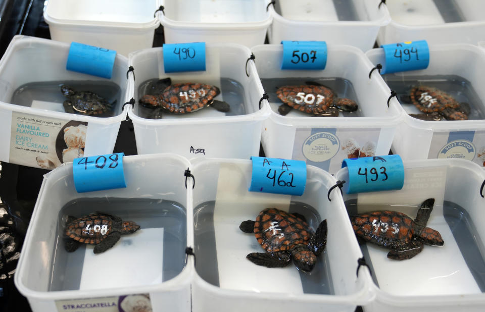 Turtle hatchlings at the Turtle Conservation Centre at the Two Oceans Aquarium in Cape Town, South Africa, Tuesday, April 23, 2024. The aquarium is stretched beyond capacity after more than 500 baby sea turtles were washed onto beaches by a rare and powerful storm and rescued by members of the public (AP Photo/Nardus Engelbrecht)