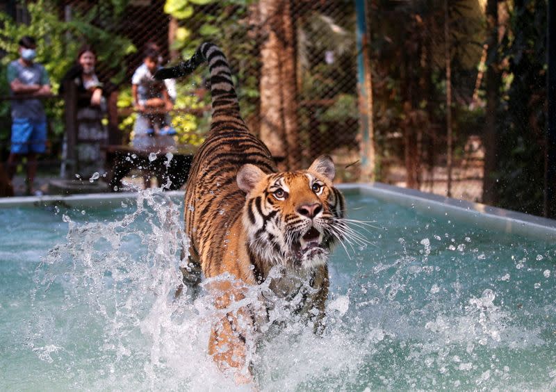 Foto del miércoles de un tigre jugando en el agua en un zoológico en Chaing Mai, Tailandia