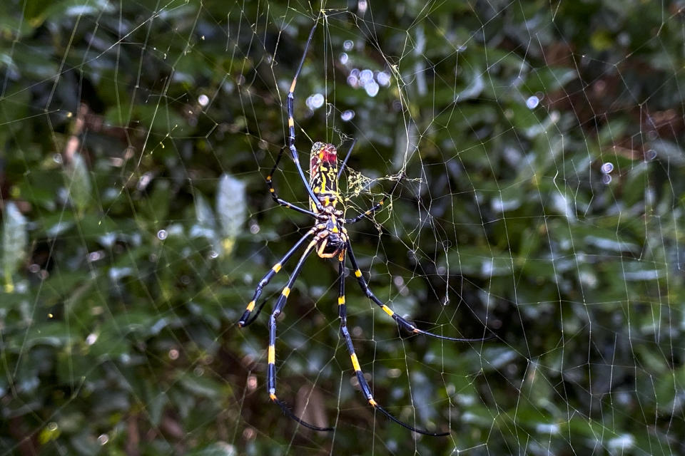 The joro spider, a large spider native to East Asia, is seen in Johns Creek, Ga., on Sunday, Oct. 24, 2021. The spider has spun its thick, golden web on power lines, porches and vegetable patches all over north Georgia this year &#x002013; a proliferation that has driven some unnerved homeowners indoors and prompted a flood of anxious social media posts. (AP Photo/Alex Sanz)